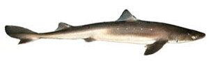 dogfish